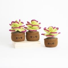 Flapjack Succulent amigurumi pattern by A Menagerie of Stitches