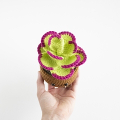 Flapjack Succulent amigurumi by A Menagerie of Stitches