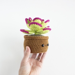 Flapjack Succulent amigurumi pattern by A Menagerie of Stitches