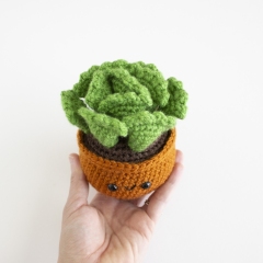 Key Lime Pie Succulent  amigurumi by A Menagerie of Stitches