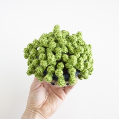 String of Pearls Succulent amigurumi by A Menagerie of Stitches