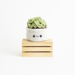 Brain Cactus