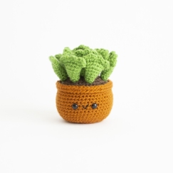 Key Lime Pie Succulent 
