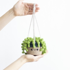 String of Pearls Succulent