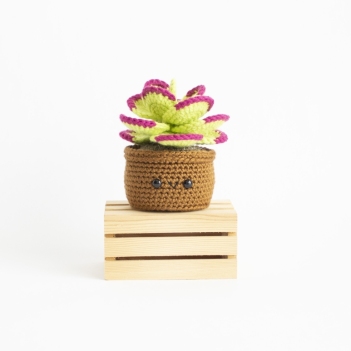 Flapjack Succulent amigurumi pattern by A Menagerie of Stitches