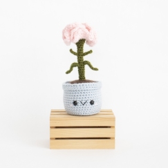Carnation Flower
