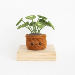 Chinese Money Plant (Pilea)