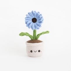 Gerbera Daisy
