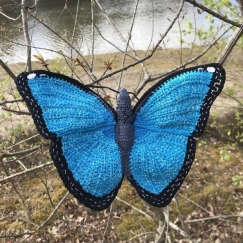 Morpho butterlfy