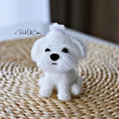 Mini Maltese Dog