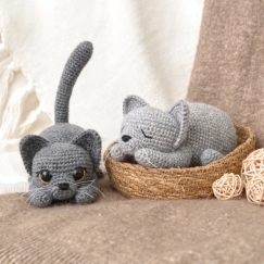 Willow the British Shorthair