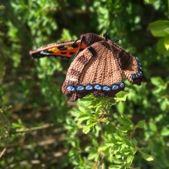 The little fox butterfly amigurumi pattern by MieksCreaties