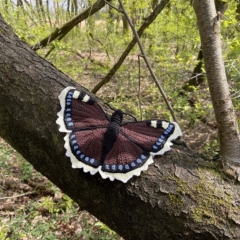 The mourning cloak / Camberwell beauty butterfly amigurumi pattern by MieksCreaties