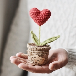 Valentines Day Red Heart Plant in a Pot