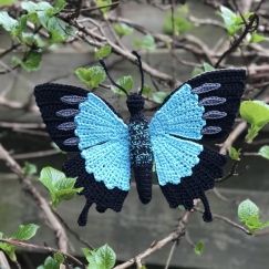 Papilio ulysses butterfly 