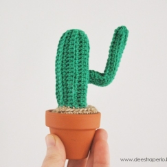 Mini Cactus