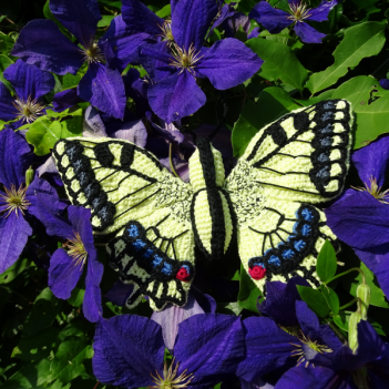 Papilio machaon amigurumi pattern by MieksCreaties